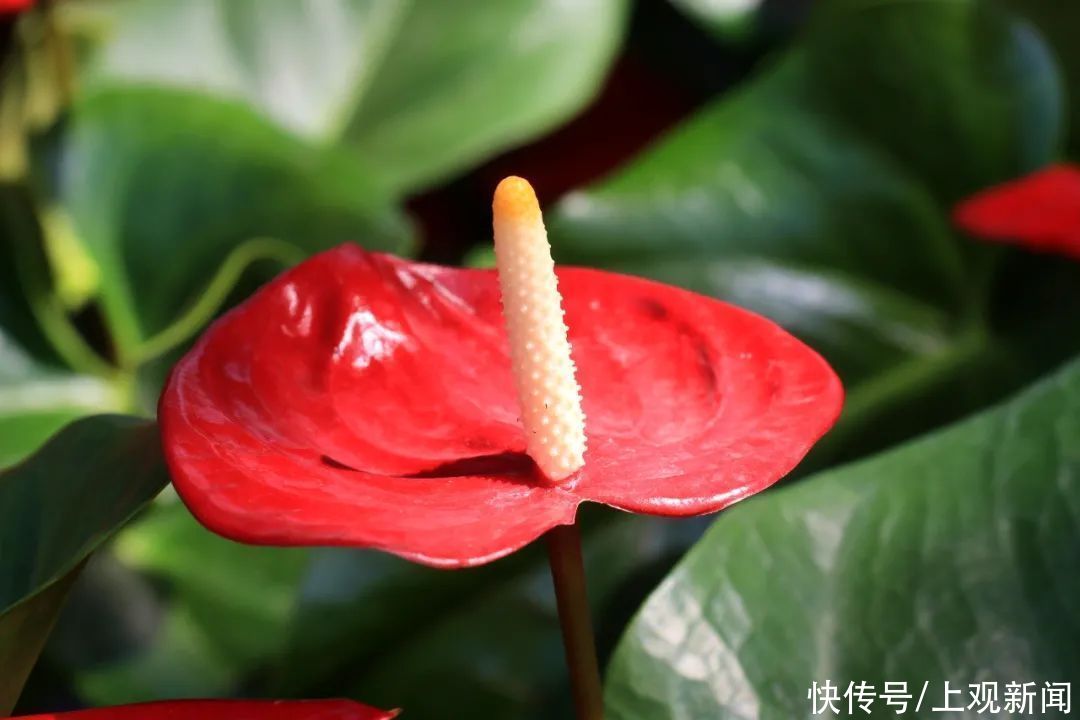 崇明|赏花正当时！花博南园姹紫嫣红，花色纷呈