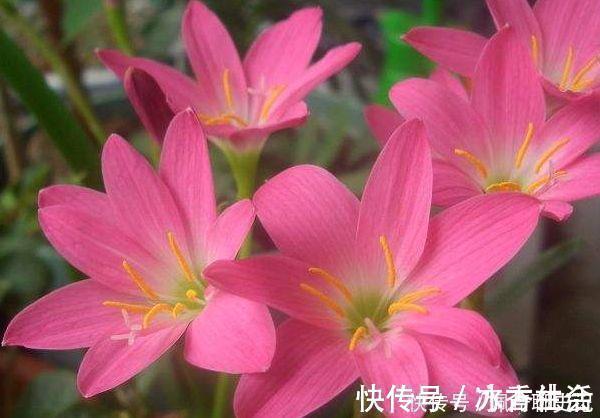 风雨兰|养花试试这几款,花开繁盛花香怡人,惊艳如花球,美翻了