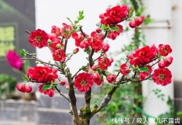 松红梅|4种花是花中劳模，一年四季开花不断，养家里1盆，开花富贵