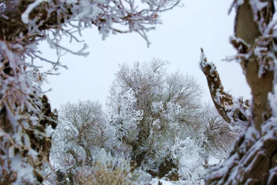 雪天|【酷游哈密】你见过冬天的伊吾胡杨林吗？雪天美成人间仙境