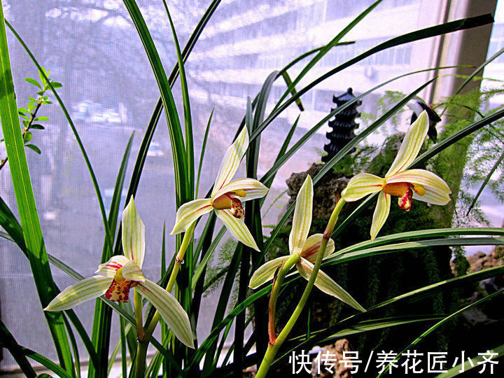 兰花换盆别盲目，不仅要选对时间，还要掌握技巧，否则影响开花