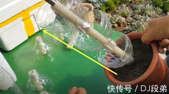 瓶口|攒了1个月的塑料瓶,瓶口朝下一个扣一个,用来扦插多肉,生根快
