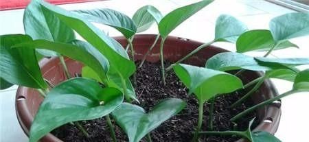  土壤|扦插绿萝，这种枝条最靠谱，生根快，长得旺，迅速长满盆