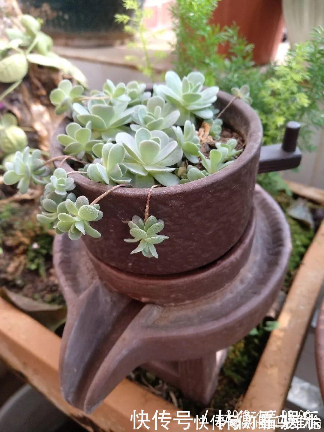 el多肉的花样养法,7种花盆全是自己造的,省钱又好用!