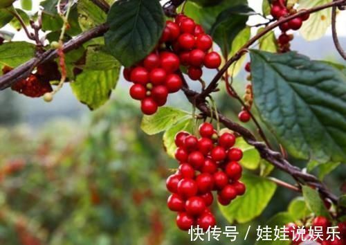 香蕉|它是肝硬化的“对手”,肝炎的“死对头”,晚上来点,肝脏更舒服