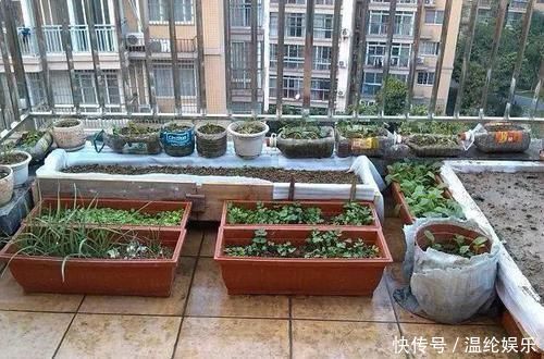 邻居竟在楼顶搭建一个菜园,真让人哭笑不得,这菜能吃吗