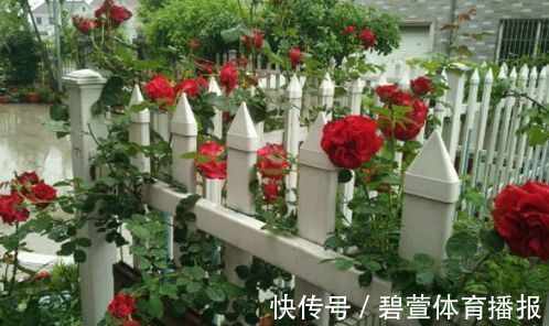 家里养花,就选“精品玫瑰”读书台玫瑰,绚丽多姿,高雅大气