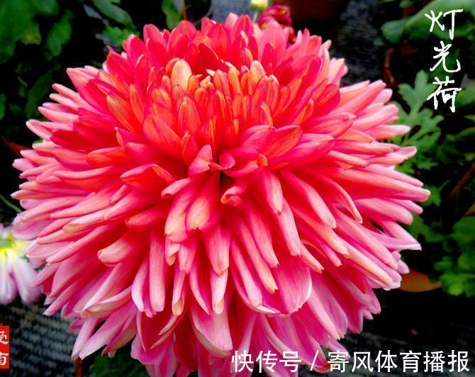 喜欢牡丹，不如养“罕见菊花”灯光荷，红光四溢，群芳争艳！