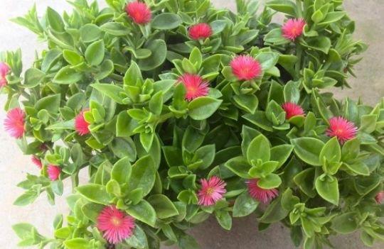 4种花适合新手养,不用费心,开起花来“拦”不住,美不胜收