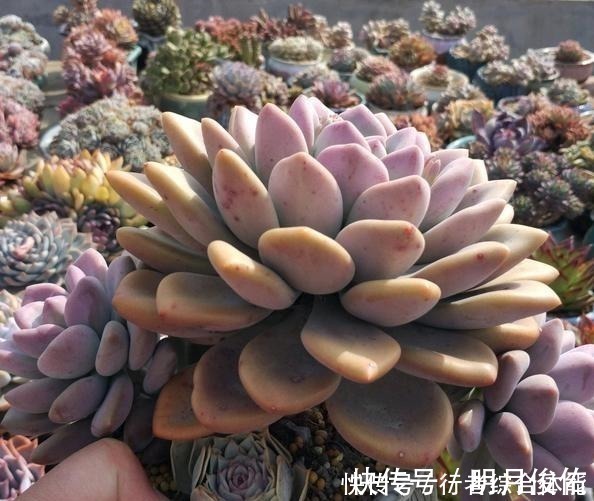 拍照|放在顶楼露养1个月后,给多肉拍照的时候,再也不用开滤镜了!