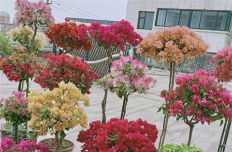 三角梅不开花,夏天“虐一虐”,花芽直冒,盆盆开满花