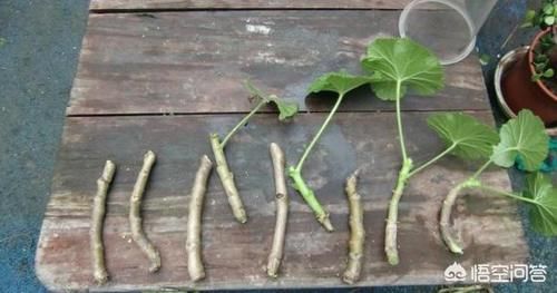 天竺葵开完花的花茎适不适合插扦？