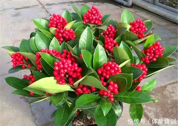 过年买花就选这“4种”,花名自带“鸿运”,寓意“好运连连”!