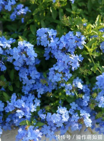 6种花爱“吃土”，10月赶紧换盆，不然长势弱来年花量减半