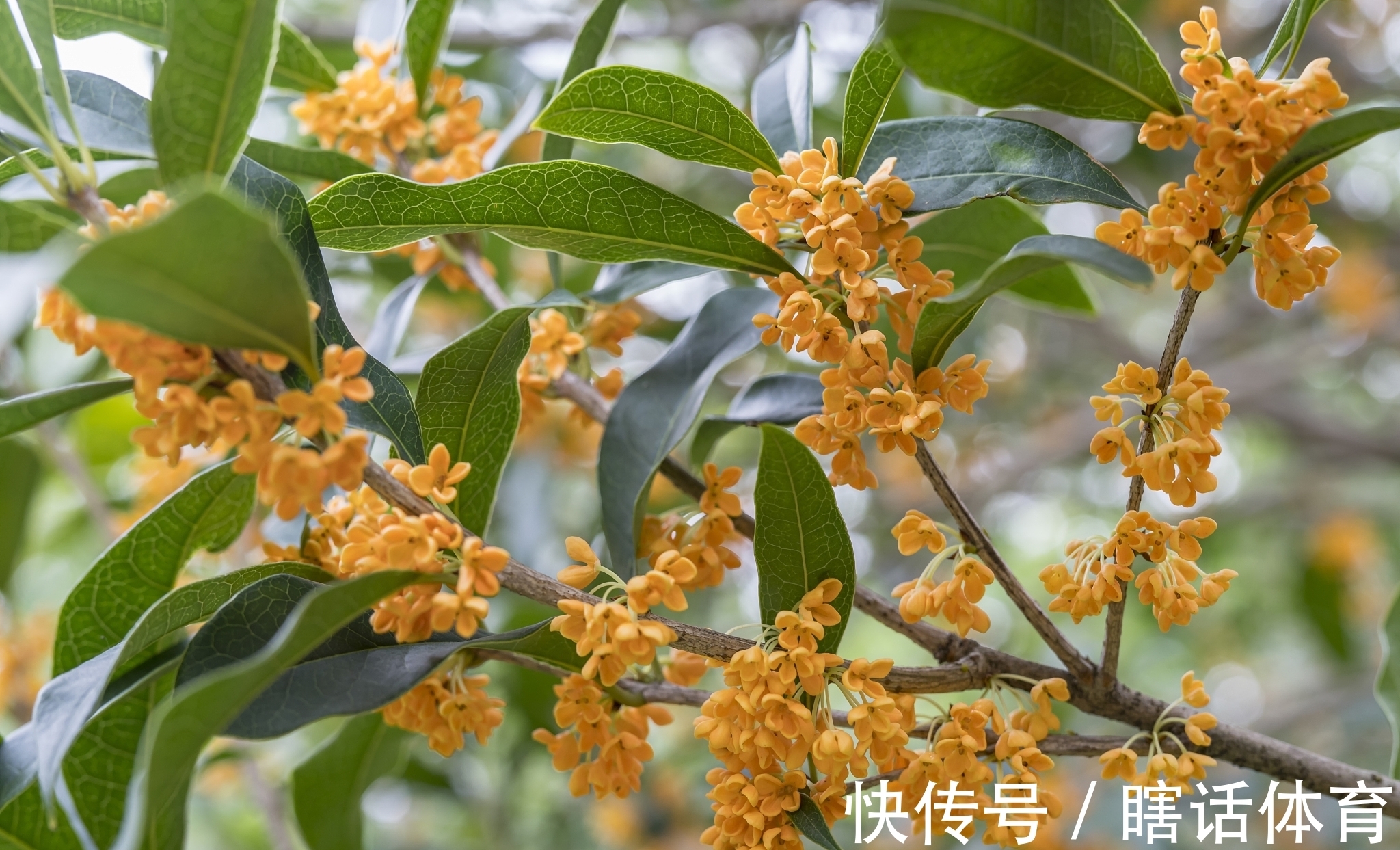 丹桂|牛背一笛催日落，稻花十里漫秋香。《秋香》对联47副