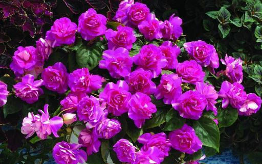 夏天就养这种花,越晒生命力越强,花色丰富,娇艳欲滴