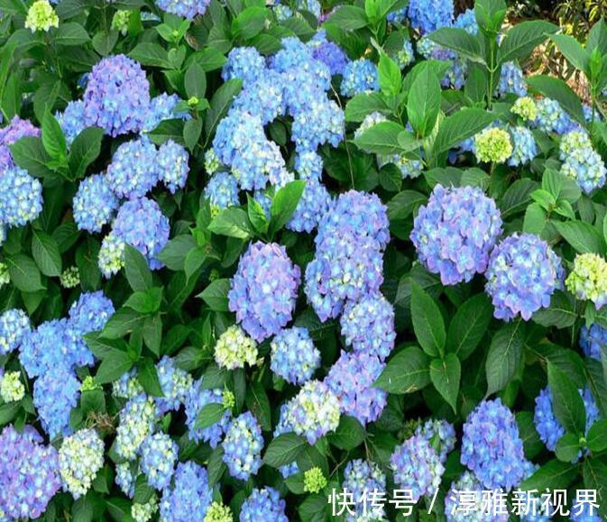 浇水|养菊花，不如养八仙花，以下3种养护妙招，鲜艳又好看！