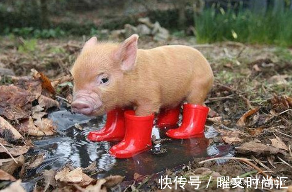 好运|“十猪九苦”，生肖猪以下4年出生最好运，贵人如雨，福厚财粗