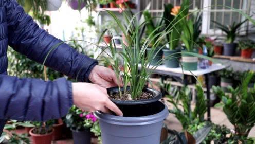 养花有“门道”，简单实用花长得好，茂盛不烂根开花一茬一茬！