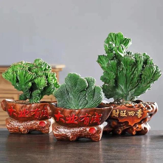 吉祥|8种“丑花”,个个都有好兆头,家里养几盆,镇宅吉祥,越养越爱