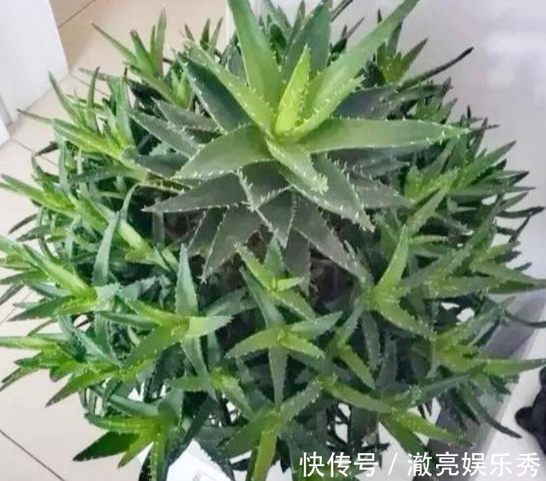 “4种花”非常适合养家里,夜里释放氧气,空气清新,助睡眠!