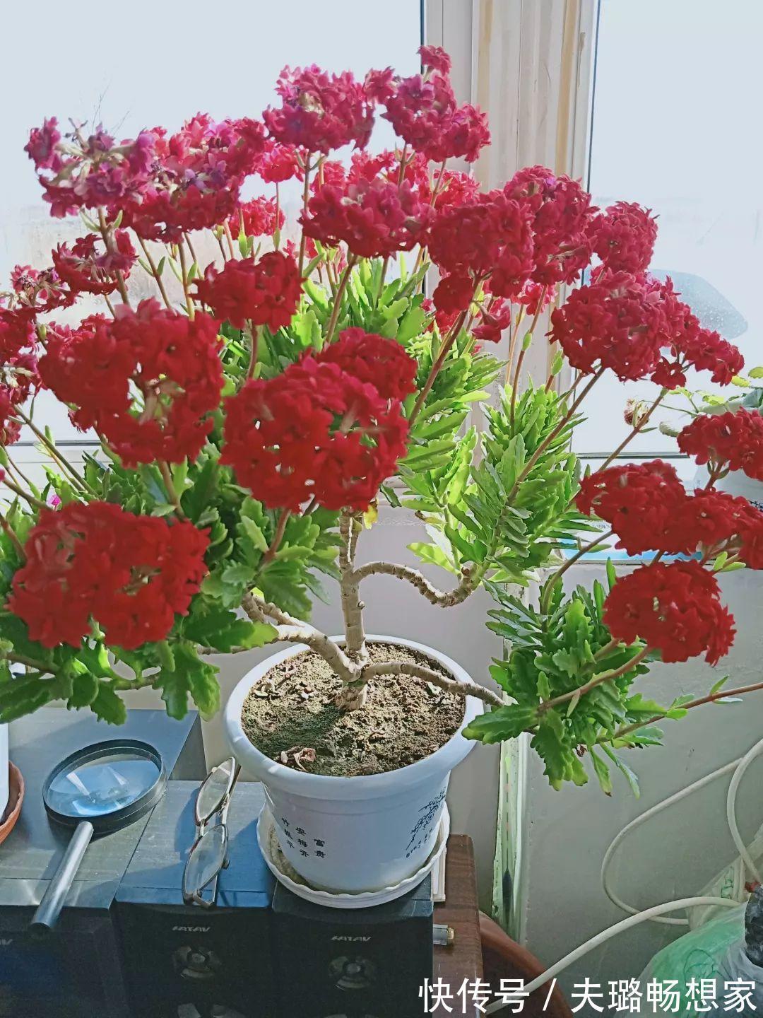 酒瓶种长寿花，阳光晒够了，3个月变老桩！