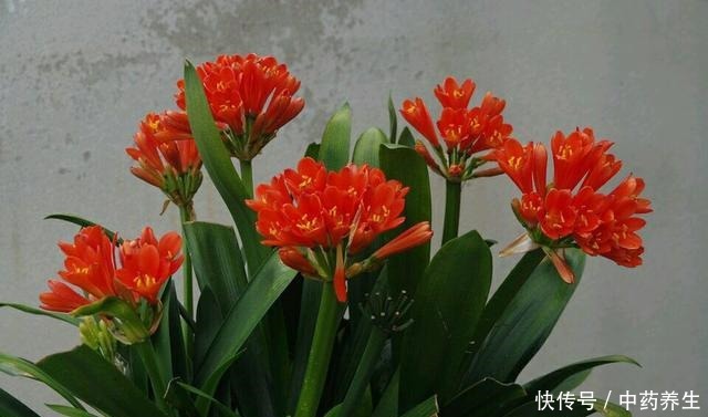 春节前养“君子兰”最关键,2种“肥料”撒盆里,呼呼冒花箭!