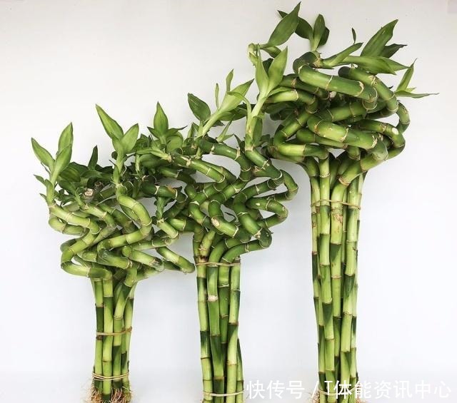 在弱光的室内就能生长旺盛的7种植物，没光照也能养好花！