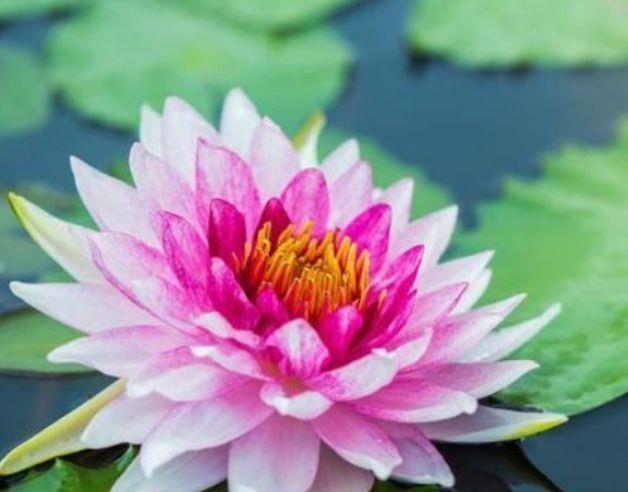 花朵|4种花养在家里,开花多,花朵艳,一开就是200朵花