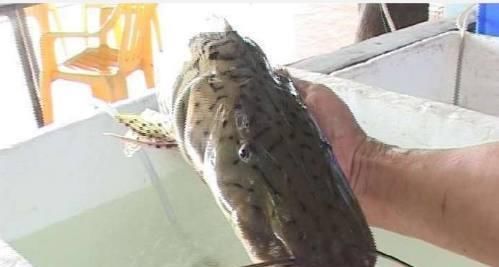 值钱|网友钓上不明之物,有人说这是稀罕物,很值钱