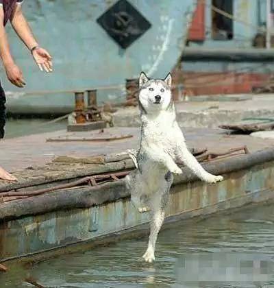 |搞笑图片幽默段子笑话哈哈,看到一只跳舞跳得不错的狗子呢