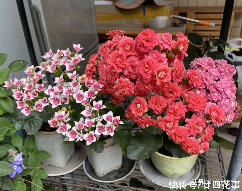 4种花夏天难养活，天一热就容易出问题，4月份就别入手了