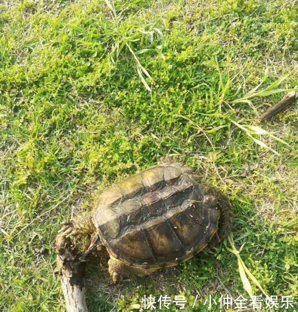 江苏钓鱼人河边发现大龟,追出十几米将其掀翻,网友:吃了它