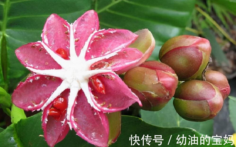 这“三种花”需要旱养,不能被雨淋,叶子也不能沾水,可别大意了