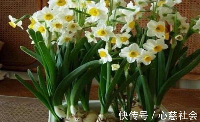 红掌|越不顺越要养的花,漂亮喜庆还便宜,养好后好运连连,别不相信