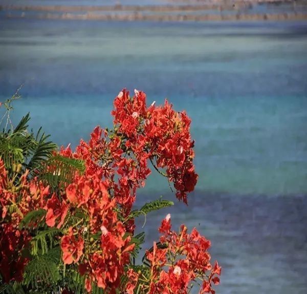 曾国藩诗10首：倚天照海花无数，流水高山心自知