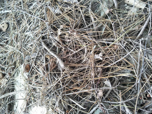 植物|用松针养花，经济又实用，正确使用效果好，不然根系受损，虫儿飞