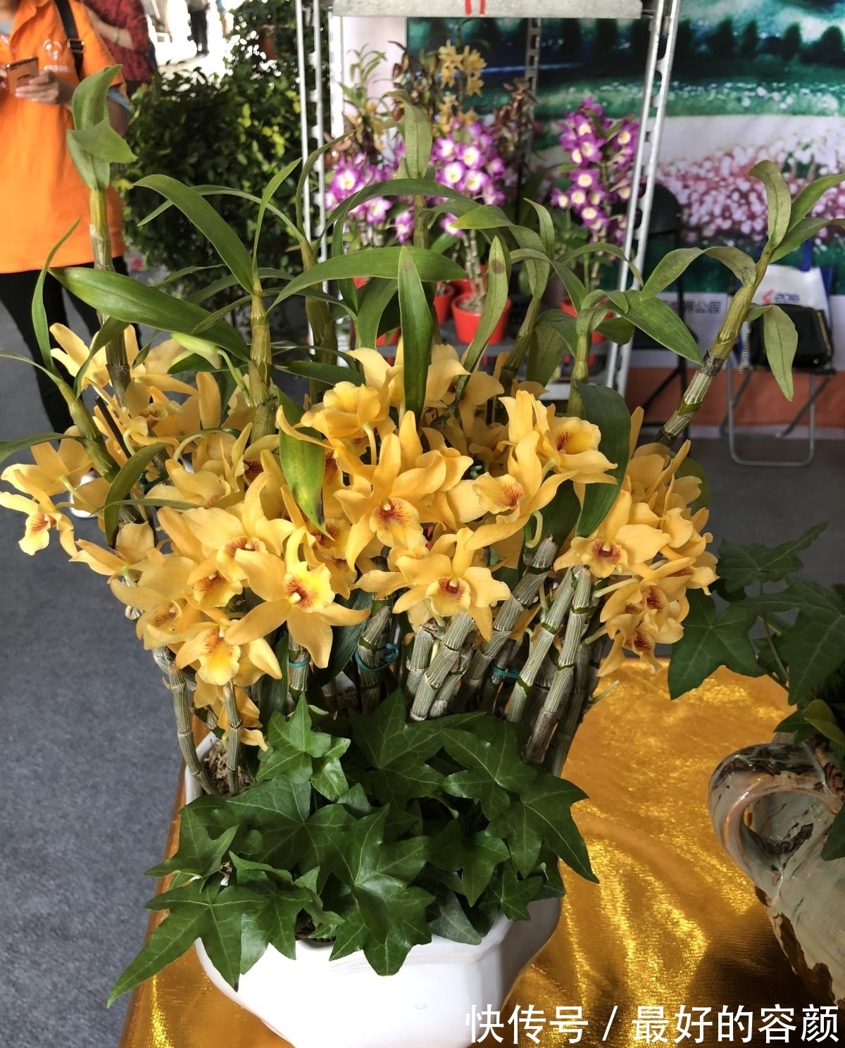 石斛花这么养,不黄叶不烂根,轻松养成“小瀑布”!