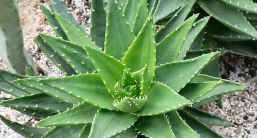 花卉|4种花卉耐旱、好养活,在家盆栽30天浇水一次,植株越长越旺