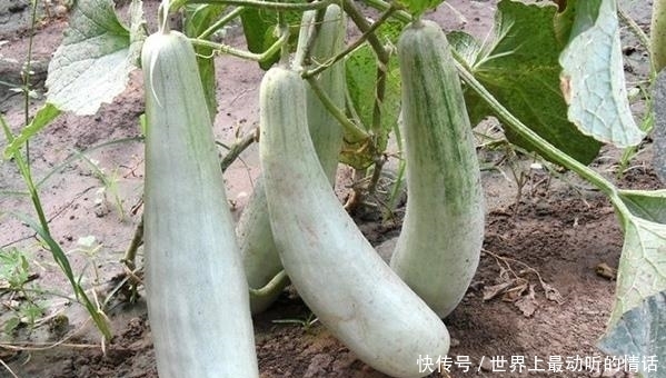 多汁|买羊角蜜时,记住这几招,挑选到的瓜香甜又多汁!