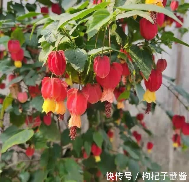 春天养蔓性风铃花,做好这几件事,枝头挂满“红灯笼”,漂亮极了