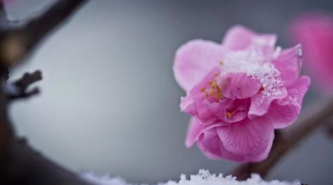 最低温度|下雪才好看的3种花，想让花开的美，别早早搬入室内