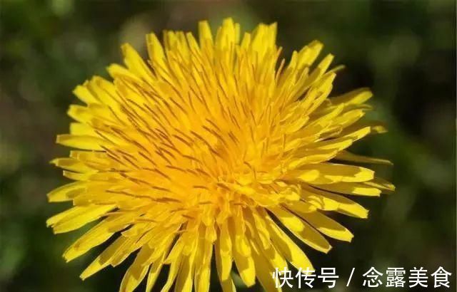 红豆薏米|甲状腺有“结节”？温馨提醒：忌口三菜，戒掉四习，常饮五茶