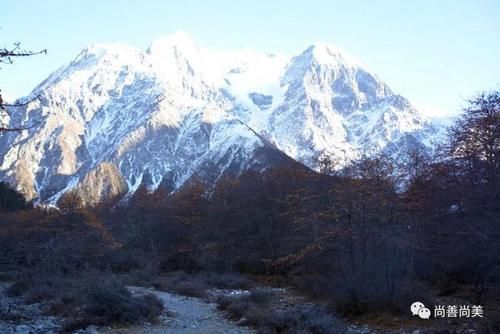 梅里雪山脚下的沙棘树