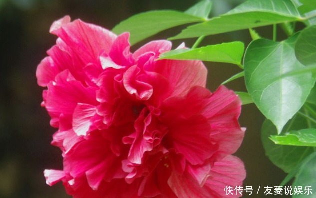 开花|新手养花,掌握3个技巧,四季开花不断,次次开“爆盆”!