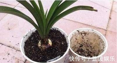 有机肥|花肥不用多,一种就足够,花不了几块钱,养啥花旺啥花