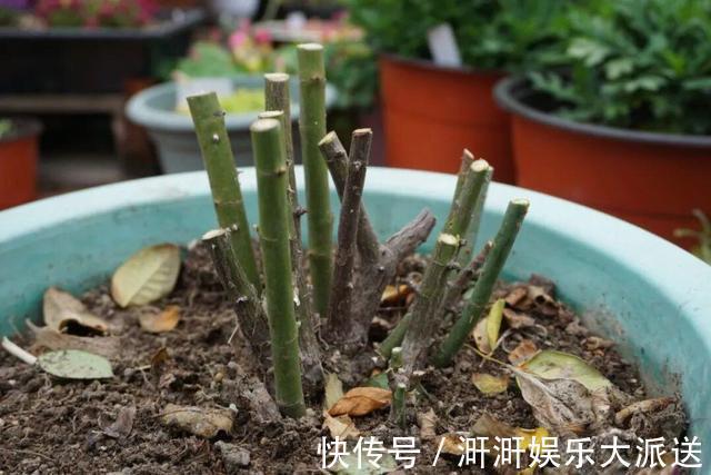 月季出现僵苗怎么办3个简单小方法,新芽花苞蹭蹭冒,开花99朵