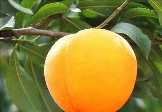 阳荷|想长寿要多吃四种食物,补充营养、改善体质,有益健康