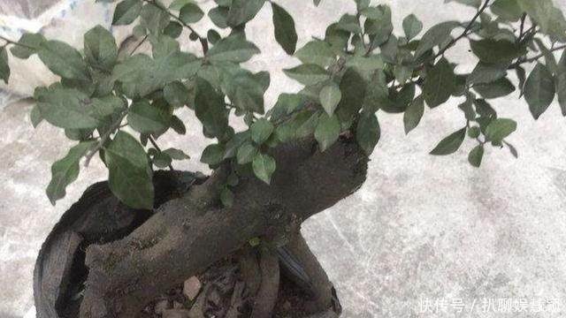 寓意|夏天花卉怕热,那就养2种“盆景树”,摆家里有寓意,还值钱!