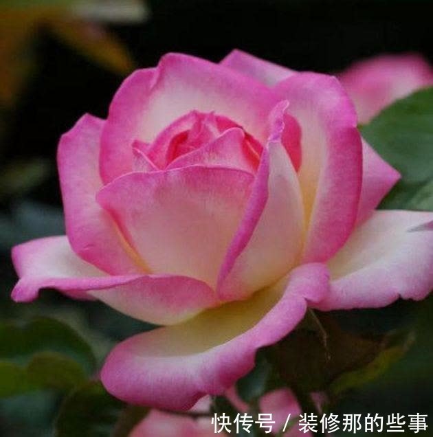 养花就养4种花,美得让人毫无抵抗力,花大色艳,全年开花不断